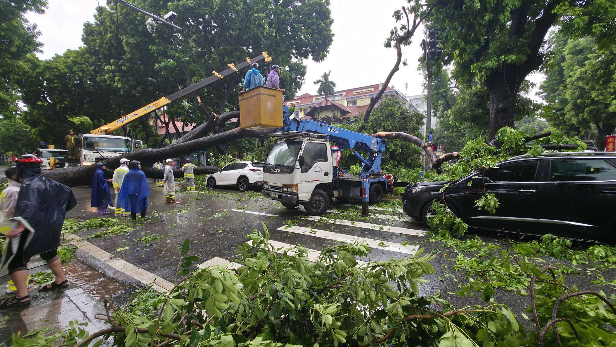 Chủ xe kể 30 giây kinh hoàng khi cây lớn bật gốc đè trúng ô tô giữa phố tại Hà Nội- Ảnh 1. Chủ xe kể 30 giây kinh hoàng khi cây lớn bật gốc đè trúng ô tô giữa phố tại Hà Nội- Ảnh 1.