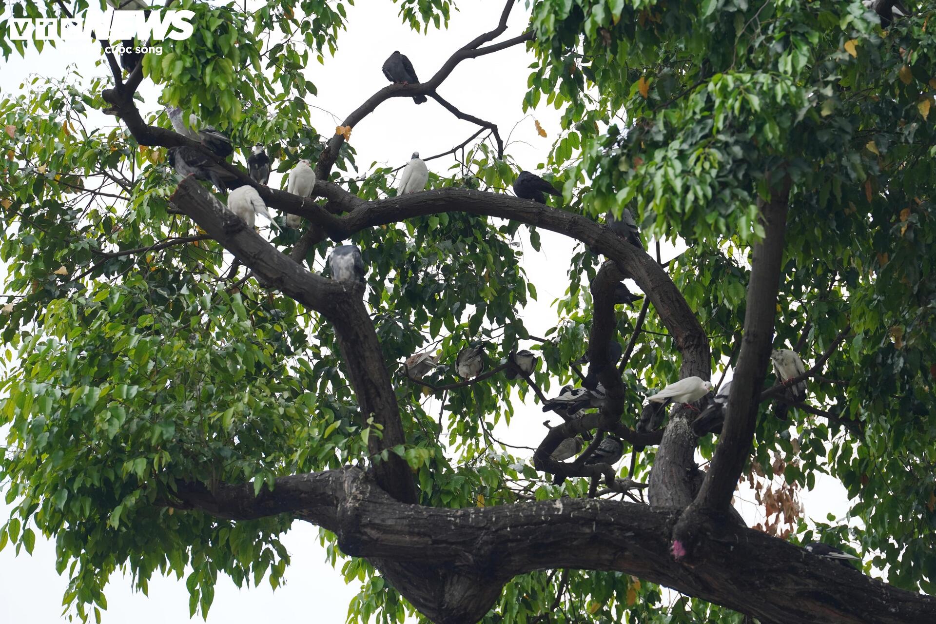 Xe đạp c&ocirc;ng cộng TP.HCM ế ẩm, du kh&aacute;ch ngại d&ugrave;ng v&igrave; l&yacute; do kh&oacute; tin- Ảnh 8.