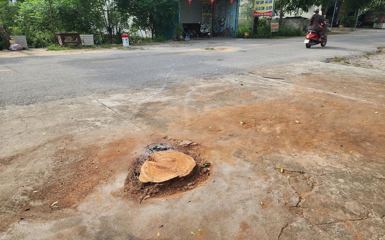 Vụ cưa c&acirc;y đổ ra đường, đ&egrave; người đi xe m&aacute;y tử vong ở Thanh H&oacute;a: Gia đ&igrave;nh nạn nh&acirc;n l&ecirc;n tiếng - Ảnh 1.
