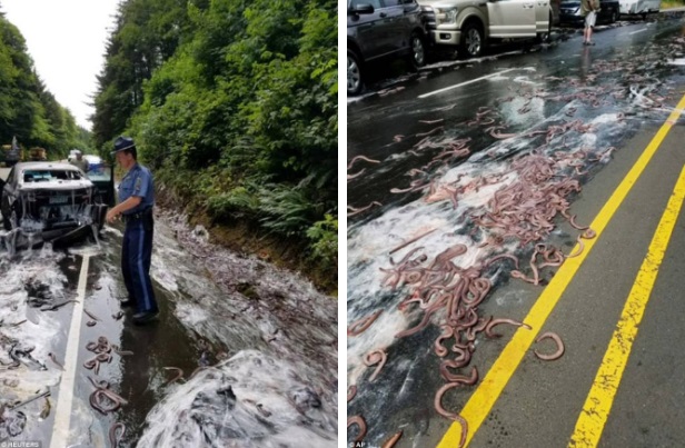 Cuộc đổ bộ của bầy lươn: Hơn 3,4 tấn lươn đổ ra đường tạo nên cảnh tượng kinh hoàng - Ảnh 5.