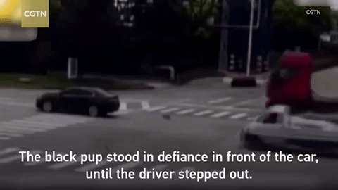Gây tai nạn cho người phụ nữ, tài xế ô tô bị chú chó chặn đầu - Ảnh 2.