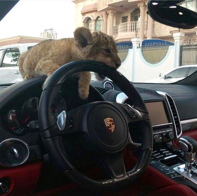 Những bức ảnh lột tả sự xa hoa tột độ tại Dubai: Kem vàng, nuôi hổ làm thú cưng hay siêu xe hạng sang - Ảnh 5.