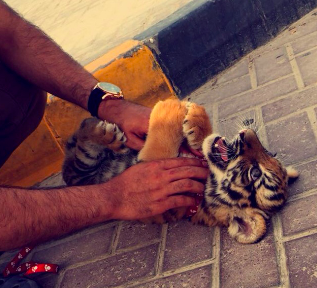 Những bức ảnh lột tả sự xa hoa tột độ tại Dubai: Kem vàng, nuôi hổ làm thú cưng hay siêu xe hạng sang - Ảnh 6.