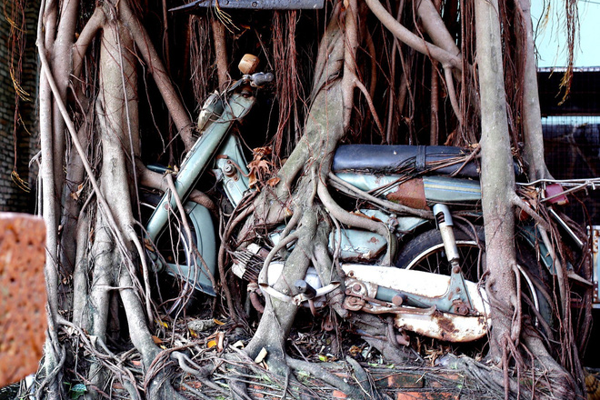 Ancient bonsai tree tightly embracing a motorbike for 25 years in Binh Duong - Photo 1. Ancient bonsai tree tightly embracing a motorbike for 25 years in Binh Duong - Photo 1.