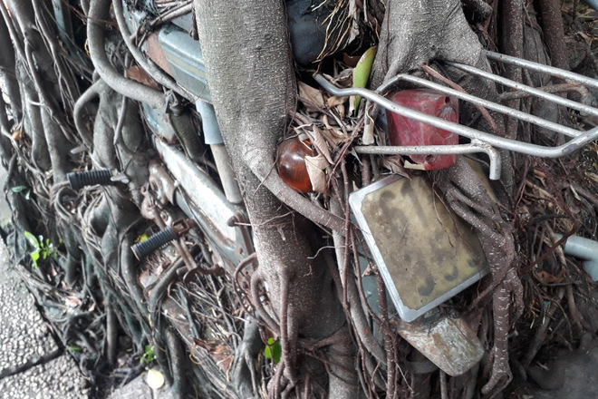 Ancient bonsai tree tightly embracing a motorbike for 25 years in Binh Duong - Photo 2. Ancient bonsai tree tightly embracing a motorbike for 25 years in Binh Duong - Photo 2.