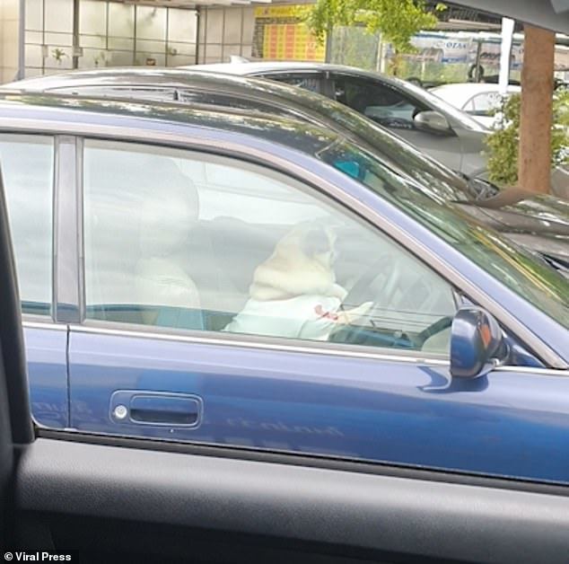 Chó cưng bấm còi xe ô tô giục chủ vì ra ngoài quá lâu - Ảnh 2.