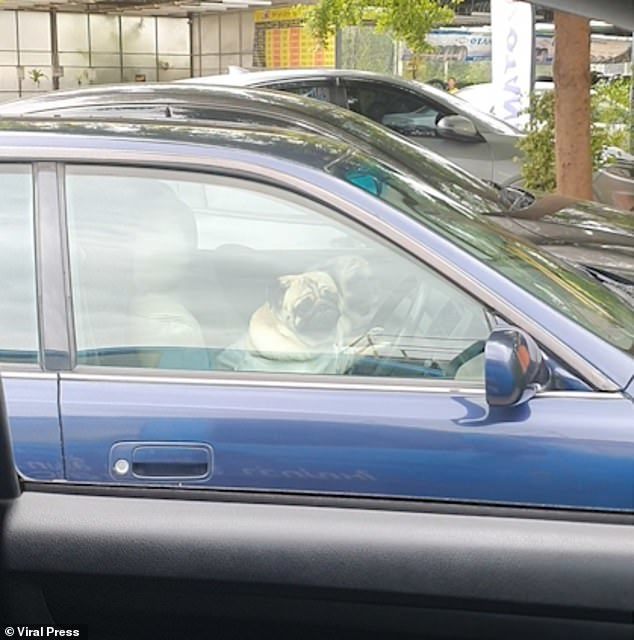Chó cưng bấm còi xe ô tô giục chủ vì ra ngoài quá lâu - Ảnh 3.