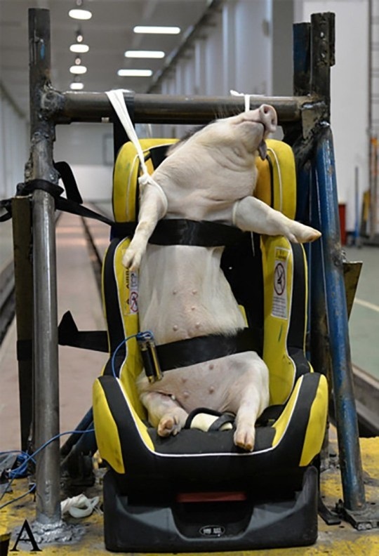 Trung Quốc gây tranh cãi khi sử dụng lợn để thử nghiệm va chạm ô tô - Ảnh 1.