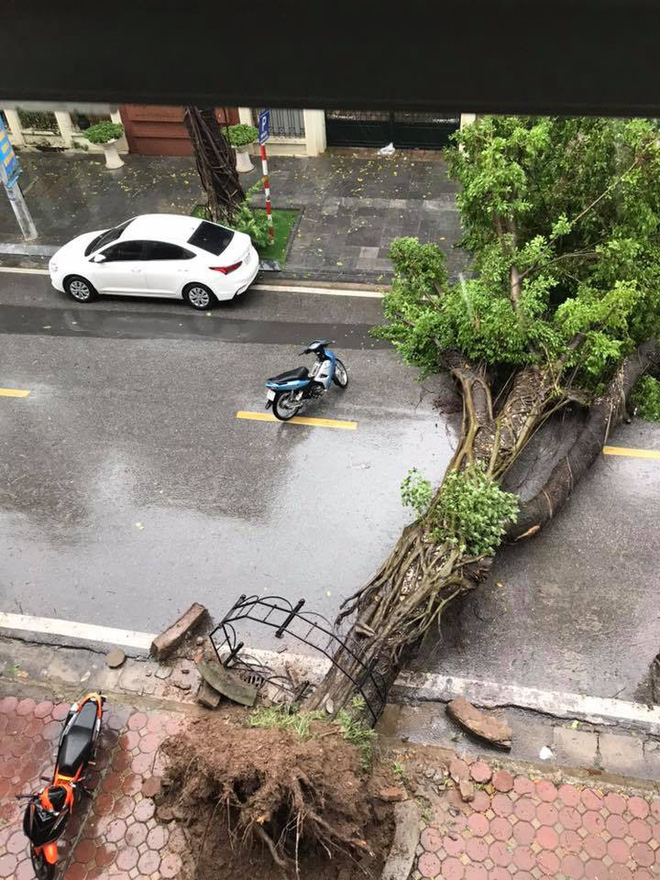 Hà Nội mưa lớn, nhiều ô tô bị cây đè bẹp - Ảnh 1.