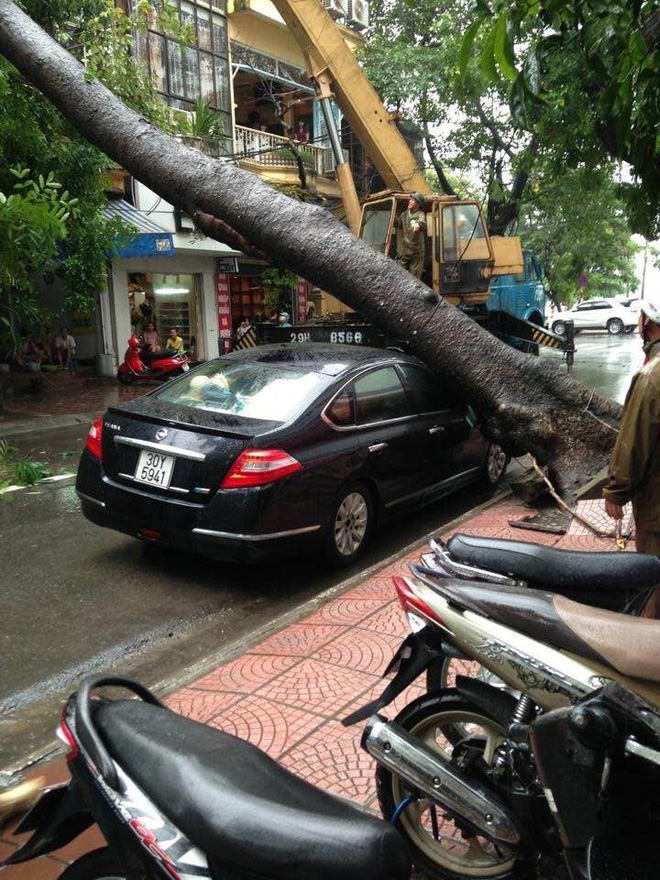 Hà Nội mưa lớn, nhiều ô tô bị cây đè bẹp - Ảnh 5.