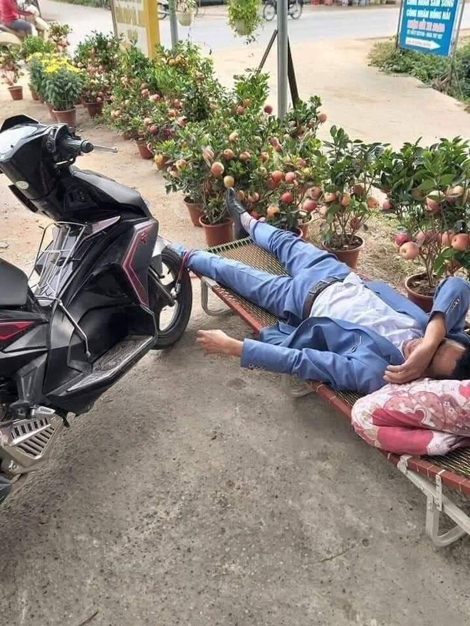 Say không biết gì, người đàn ông nằm vật giữa cửa hàng cây cảnh, khóa bánh xe vào chân - Ảnh 1. Say không biết gì, người đàn ông nằm vật giữa cửa hàng cây cảnh, khóa bánh xe vào chân - Ảnh 1.