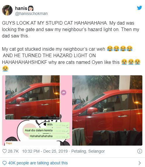 Bị nhốt trong ô tô nhà hàng xóm, chú mèo nhanh trí bật luôn đèn cảnh báo nguy hiểm để gọi sen cứu giúp - Ảnh 1.