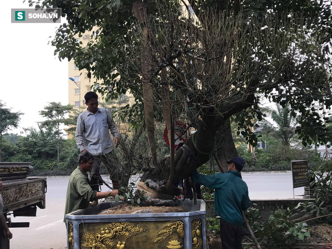 Tài xế nghỉ làm đi chở thuê cây cảnh ngày cận Tết kiếm tiền triệu mỗi ngày - Ảnh 1. Tài xế nghỉ làm đi chở thuê cây cảnh ngày cận Tết kiếm tiền triệu mỗi ngày - Ảnh 1.