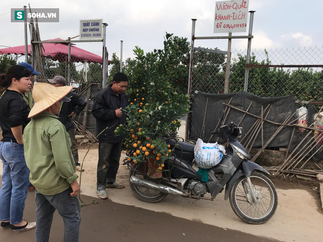 Tài xế nghỉ làm đi chở thuê cây cảnh ngày cận Tết kiếm tiền triệu mỗi ngày - Ảnh 2. Tài xế nghỉ làm đi chở thuê cây cảnh ngày cận Tết kiếm tiền triệu mỗi ngày - Ảnh 2.