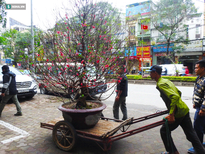 Tài xế nghỉ làm đi chở thuê cây cảnh ngày cận Tết kiếm tiền triệu mỗi ngày - Ảnh 6. Tài xế nghỉ làm đi chở thuê cây cảnh ngày cận Tết kiếm tiền triệu mỗi ngày - Ảnh 6.