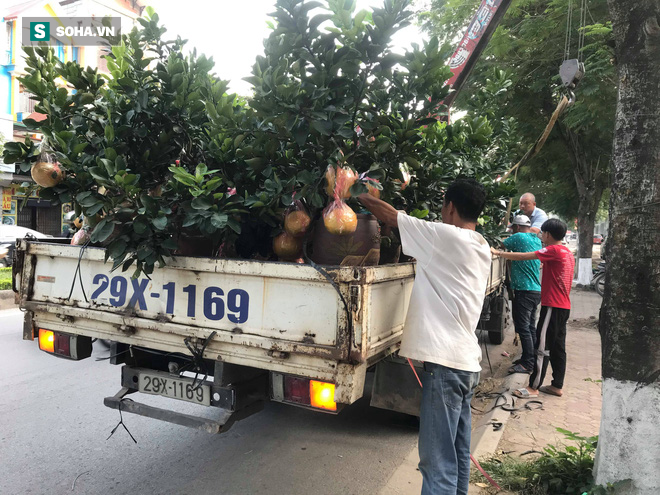 Tài xế nghỉ làm đi chở thuê cây cảnh ngày cận Tết kiếm tiền triệu mỗi ngày - Ảnh 8. Tài xế nghỉ làm đi chở thuê cây cảnh ngày cận Tết kiếm tiền triệu mỗi ngày - Ảnh 8.