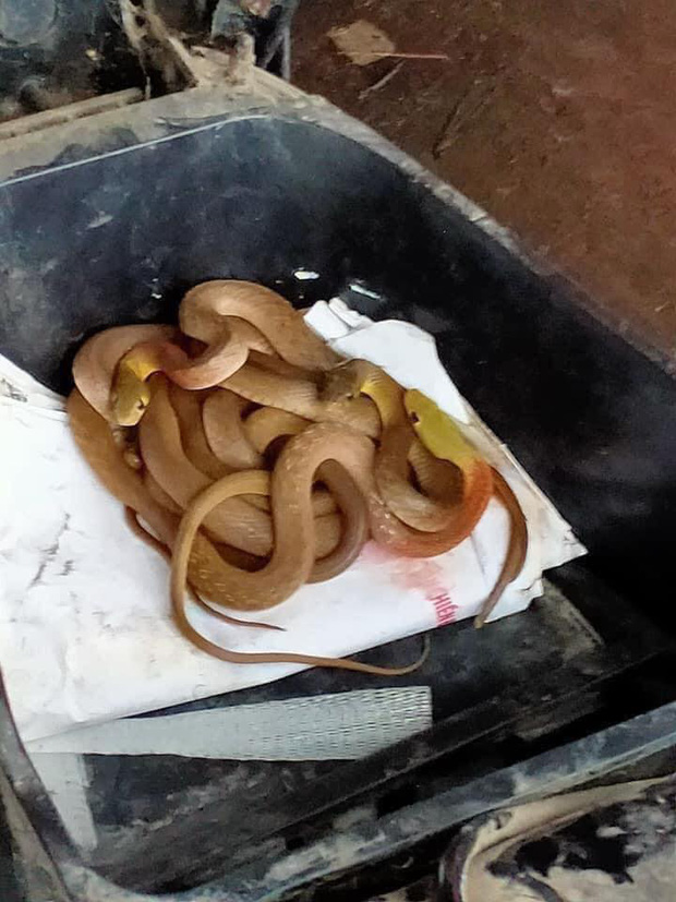 Rùng mình thấy nguyên đàn rắn cuộn tròn trong cốp khi đi sửa xe máy sau đợt mưa lũ ở Quảng Trị - Ảnh 2.