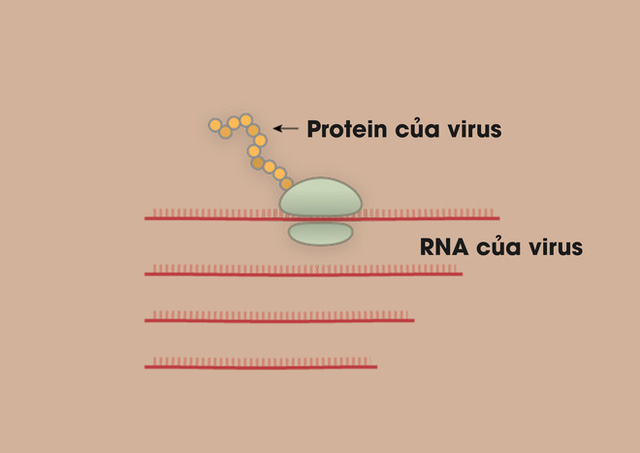 [Infographic] Covid-19 lây nhiễm tế bào phổi như thế nào? Tại sao nó lại nguy hiểm vậy? - Ảnh 5.