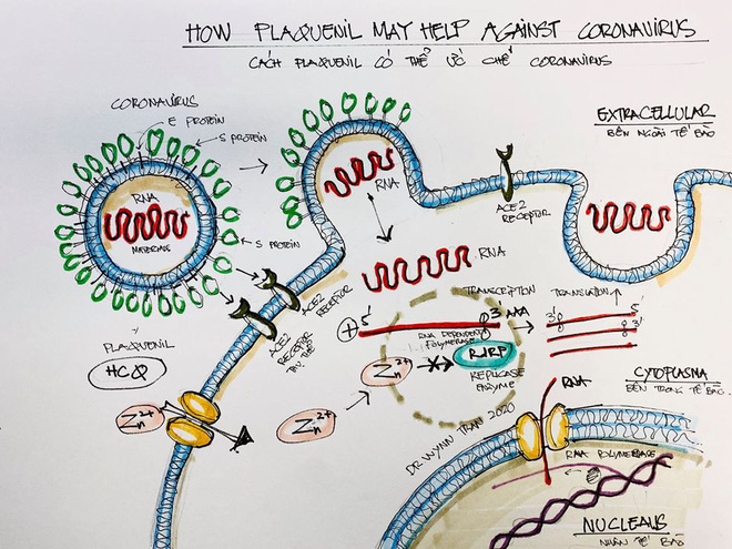 Chuyên gia giải đáp: Vì sao thuốc Plaquenil có thể hiệu quả trong việc chữa trị Covid-19? - Ảnh 1.