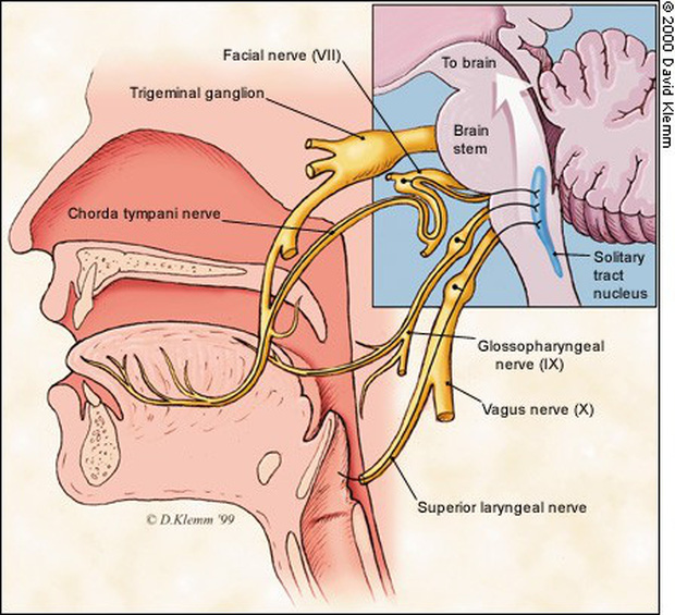 Mất khứu giác và vị giác có thể là triệu chứng của Covid-19: Điều đó xảy ra như thế nào? - Ảnh 2.