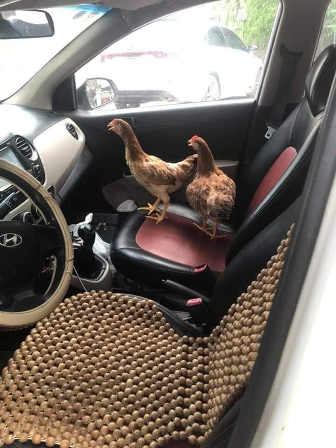  Cả đàn gà được ngồi trong ô tô điều hòa mát lạnh, sự chịu chơi của chủ xe khiến dân mạng kinh ngạc - Ảnh 3.