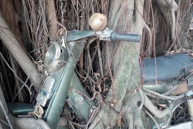 Thực hư hợp thể cây cổ thụ ôm chiếc xe máy gần 30 năm với biết bao lời đồn bí ẩn được chia sẻ khắp trên Tiktok - Ảnh 4.