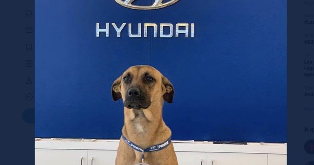 Showroom Hyundai nhận chó hoang vào làm việc, bao ăn ở và thăng chức 2 lần trong 3 tháng - Ảnh 1.