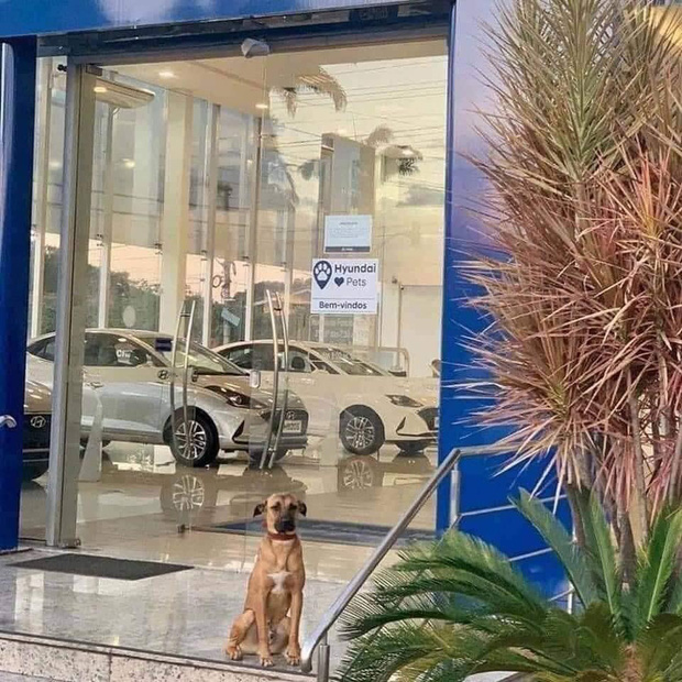 Showroom Hyundai nhận chó hoang vào làm việc, bao ăn ở và thăng chức 2 lần trong 3 tháng - Ảnh 2.