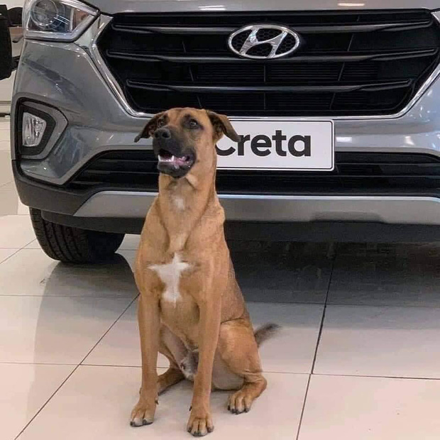 Showroom Hyundai nhận chó hoang vào làm việc, bao ăn ở và thăng chức 2 lần trong 3 tháng - Ảnh 3.