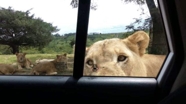 Sư tử dùng răng mở tung cửa ô tô khiến du khách thất kinh - Ảnh 1.