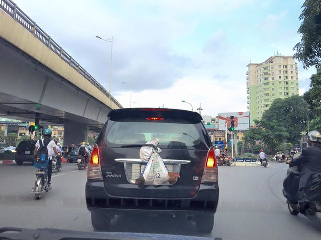 
Một chiếc Toyota Innova chở túi đựng gà đằng sau trên đường Hà Nội.
