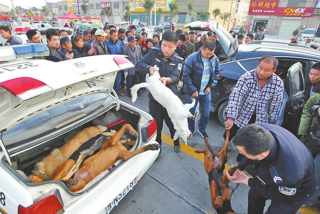 
Lực lượng chức năng đưa những con chó giết thịt ở trong cốp ra ngoài.
