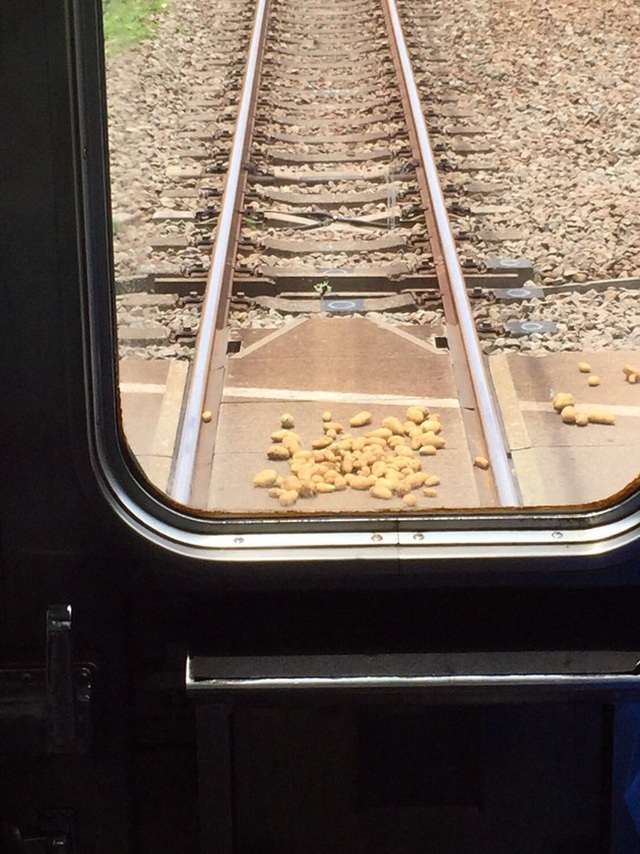 
Những củ khoai nằm lăn lóc trên đường ray.
