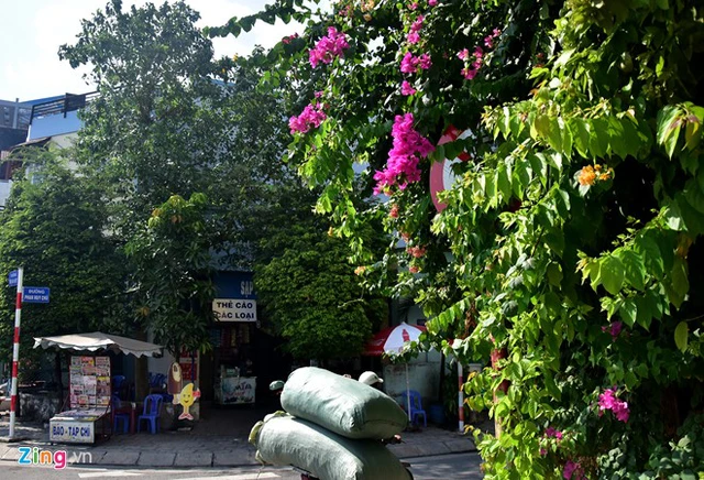 
Những biển báo bị lùm cây che khuất như bẫy tài xế tại đường Phan Huy Chú, quận 5.

