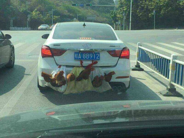 
Một chiếc Hyundai chở đến 6 con gà cùng một lúc. Ảnh: Otofun
