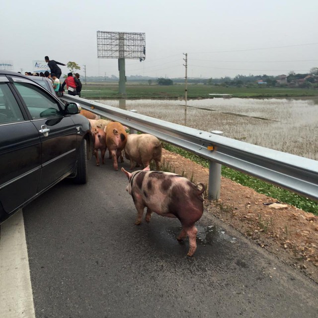 
Những con lợn sống chạy trên đường sau vụ tai nạn.  Ảnh: Otofun
