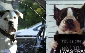 Sợ bị kiểm tra nồng độ cồn, một tài xế đổi chỗ để cho chú chó của mình ngồi lái xe