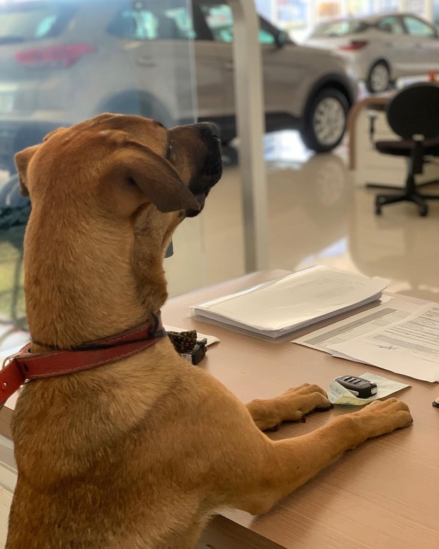 Hyundai tuyển chó làm nhân viên, đặt tên là Tucson và hút khách chưa từng thấy - Ảnh 6.