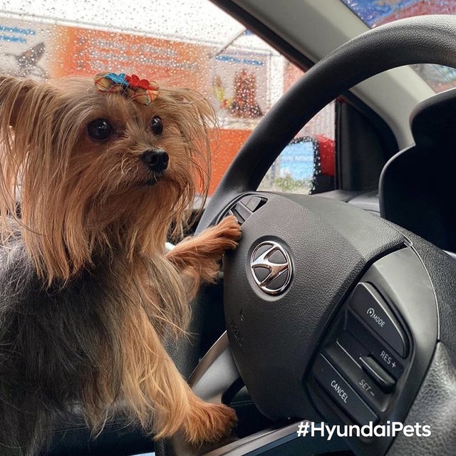 Hyundai tuyển chó làm nhân viên, đặt tên là Tucson và hút khách chưa từng thấy - Ảnh 13.