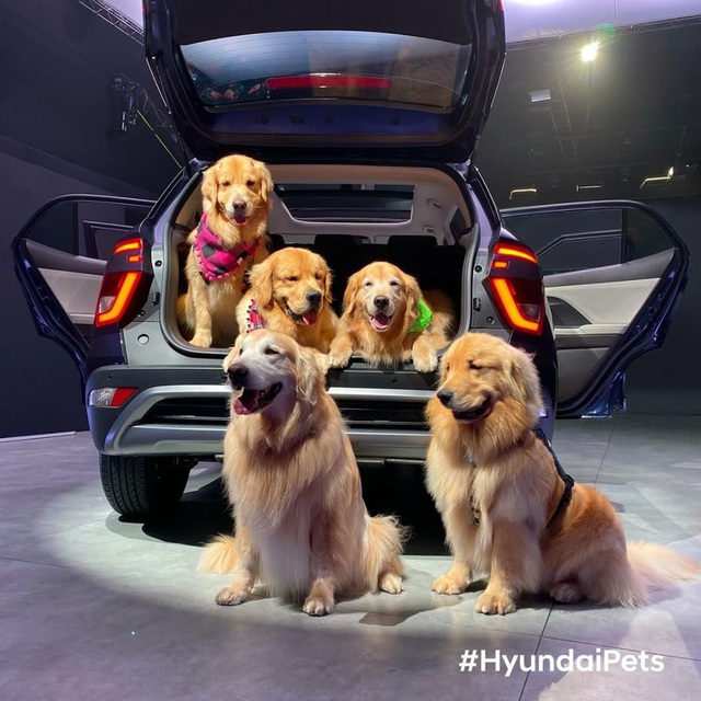 Hyundai tuyển chó làm nhân viên, đặt tên là Tucson và hút khách chưa từng thấy - Ảnh 14.