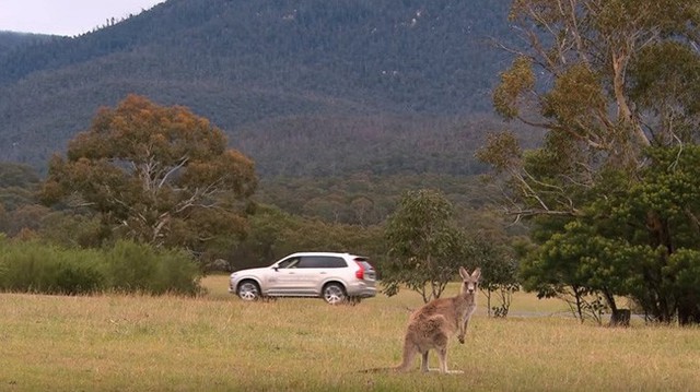 Volvo phát triển hệ thống phát hiện kangaroo