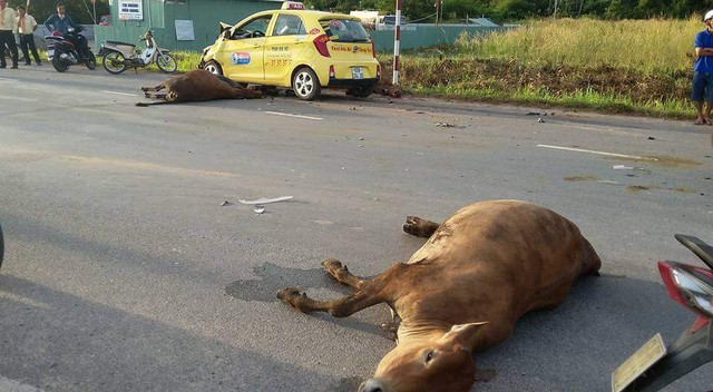 
Chiếc taxi đâm trúng 3 con bò.

