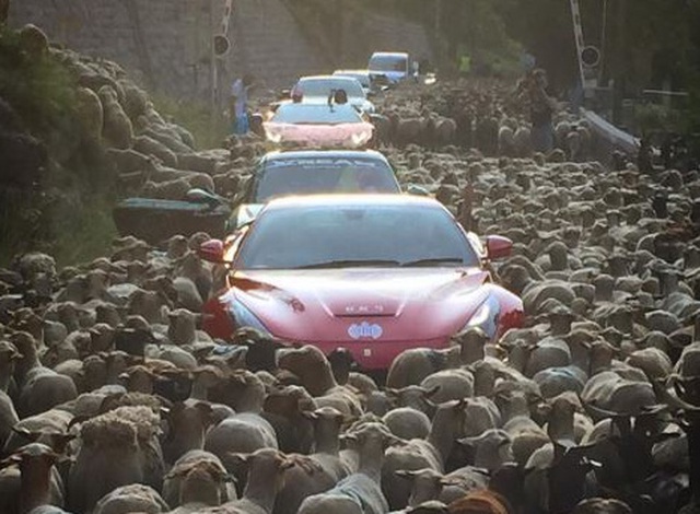 Dàn siêu xe Ferrari, Lamborghini và Porsche mắc kẹt giữa bầy cừu
