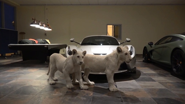 Đại gia Trung Đông nuôi 2 chú hổ trắng trong gara toàn xe xịn - Ảnh 2.