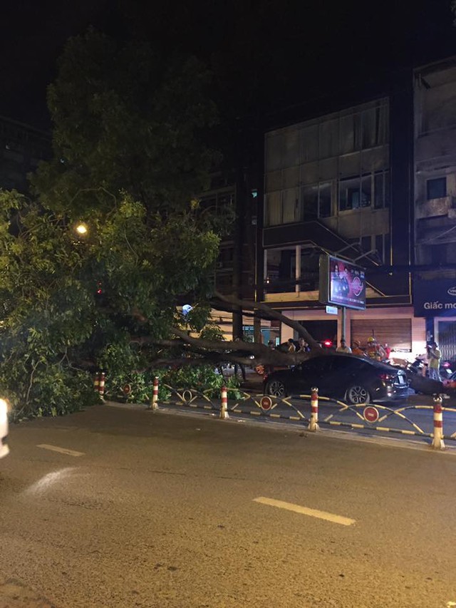 Sài Gòn: Cây xà cừ bật gốc, đè trúng nóc Mazda2 Sedan chạy ngang qua - Ảnh 1.
