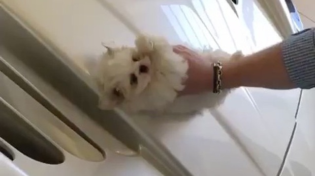 Con nhà giàu đăng video lau xe Maserati bằng chó con khiến cư dân mạng phẫn nộ