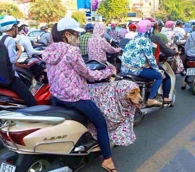 Những kiểu chống nắng nóng bá đạo của người đi đường Việt - Ảnh 6. Những kiểu chống nắng nóng bá đạo của người đi đường Việt - Ảnh 6.