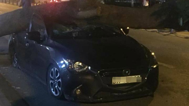Sài Gòn: Cây xà cừ bật gốc, đè trúng nóc Mazda2 Sedan chạy ngang qua