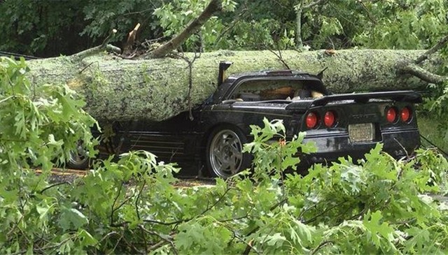 Chevrolet Corvette bị gốc cây đè bẹp, người lái may mắn sống sót - Ảnh 2.