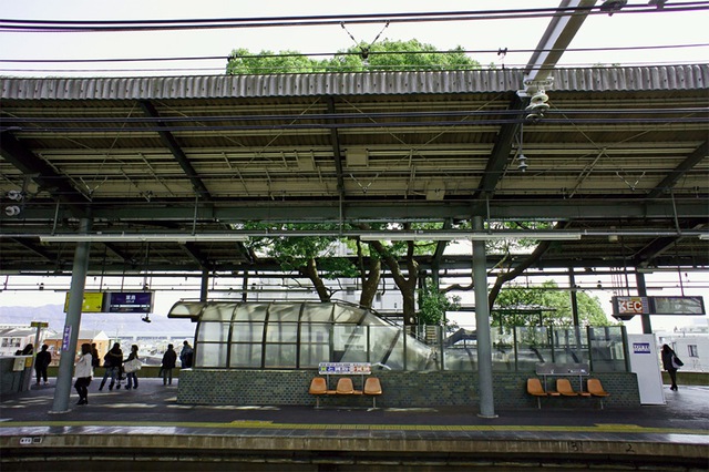 Người Nhật xây ga tàu điện né cây 700 năm tuổi như thế nào - Ảnh 3.
